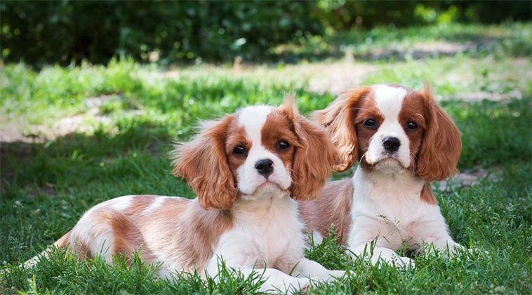 Mot en friskare Cavalier King Charles Spaniel – banbrytande projekt för avgörande stöd