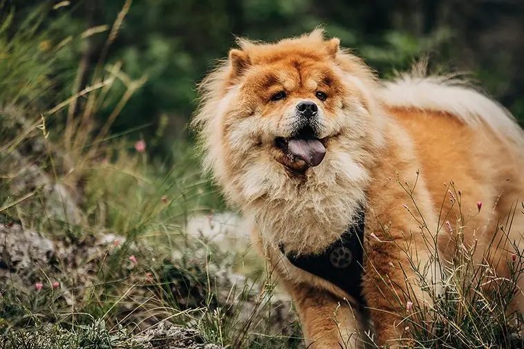 Hundfrisören varnar: Därför ska du inte raka de här 14 hundraserna