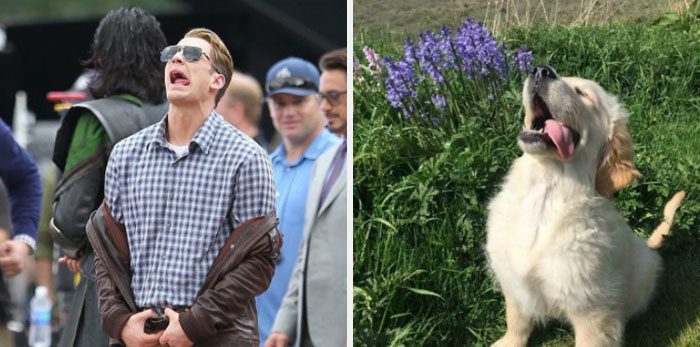 Här är Twitter-kontot som försöker bevisa att Chris Evans egentligen är en Golden Retriever