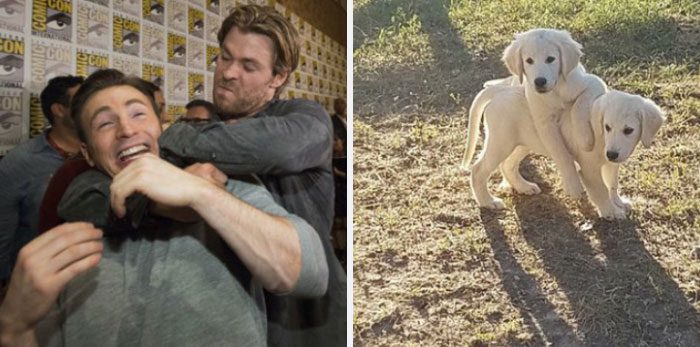 Här är Twitter-kontot som försöker bevisa att Chris Evans egentligen är en Golden Retriever