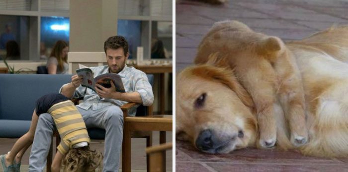 Här är Twitter-kontot som försöker bevisa att Chris Evans egentligen är en Golden Retriever
