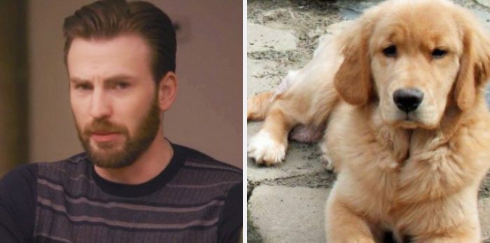 Här är Twitter-kontot som försöker bevisa att Chris Evans egentligen är en Golden Retriever