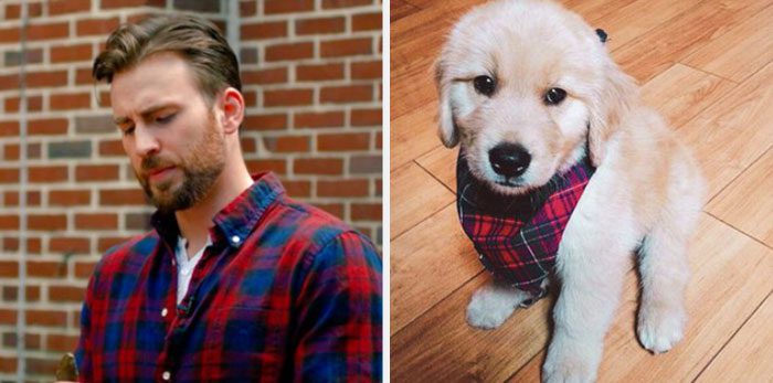Här är Twitter-kontot som försöker bevisa att Chris Evans egentligen är en Golden Retriever