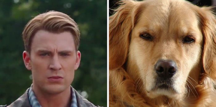 Här är Twitter-kontot som försöker bevisa att Chris Evans egentligen är en Golden Retriever