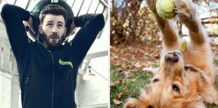Här är Twitter-kontot som försöker bevisa att Chris Evans egentligen är en Golden Retriever