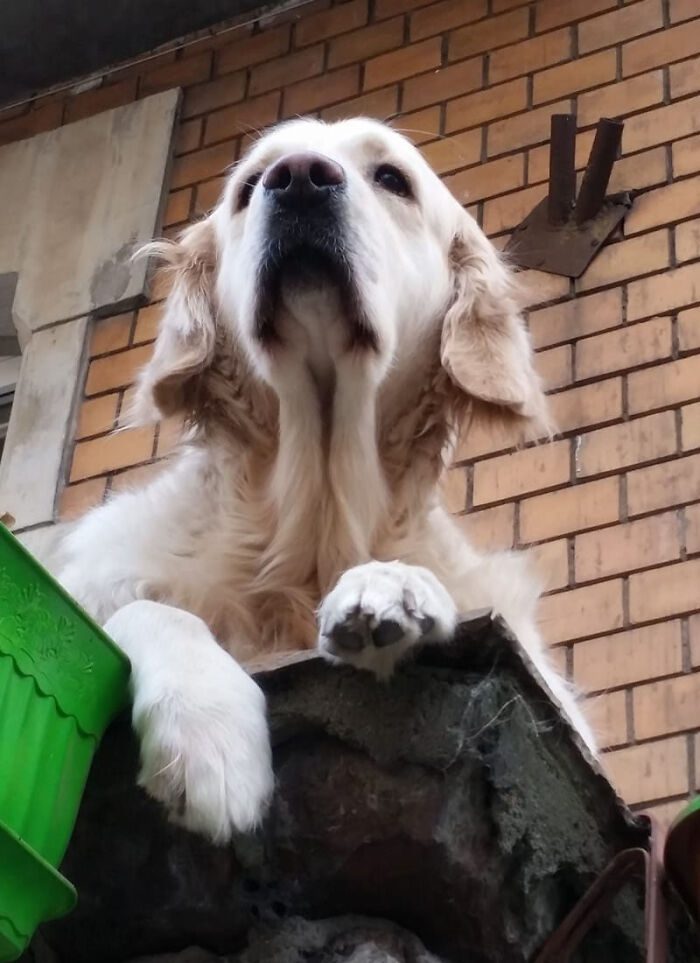 Den charmiga Golden Retrievern som blev Gdansks mest populära sevärdhet