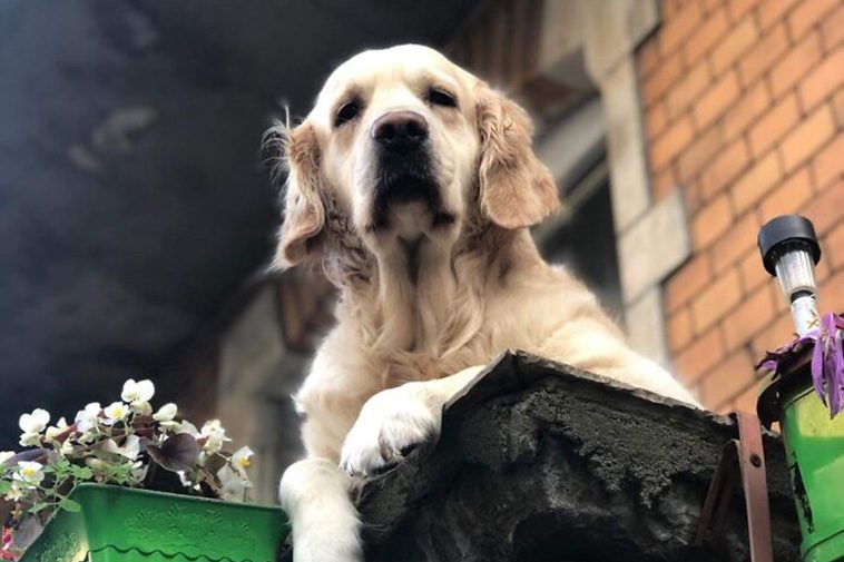 Den charmiga Golden Retrievern som blev Gdansks mest populära sevärdhet