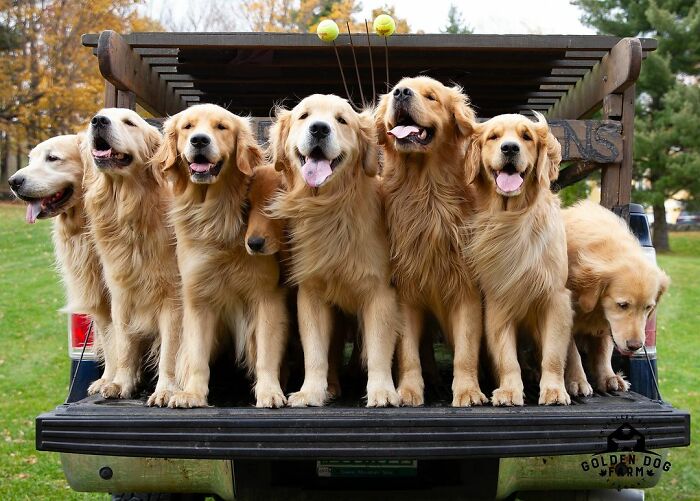 Ren glädje: Upplev 'Golden Retriever Hour' – "Folk gråter av glädje"