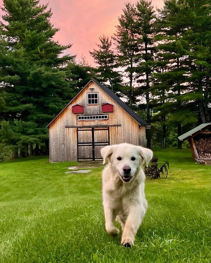 Ren glädje: Upplev 'Golden Retriever Hour' – "Folk gråter av glädje"