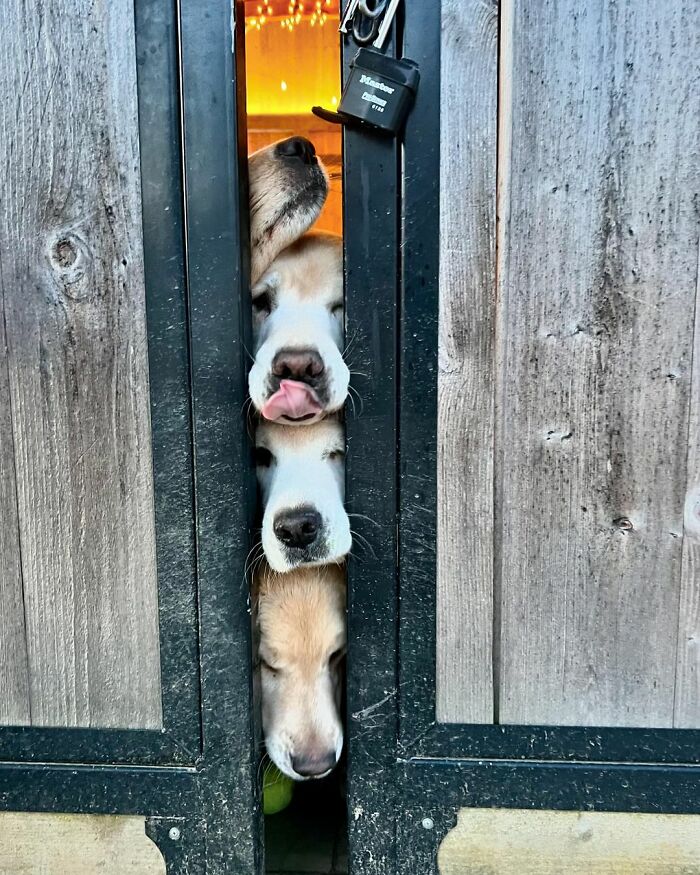 Ren glädje: Upplev 'Golden Retriever Hour' – "Folk gråter av glädje"