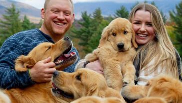Ren glädje: Upplev 'Golden Retriever Hour' – "Folk gråter av glädje"