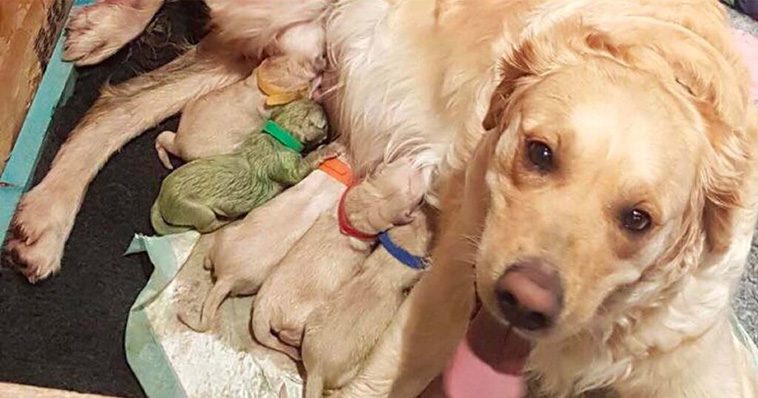 Louise i chock: Tror inte sina ögon när hon ser vad hennes Golden Retriever har fött