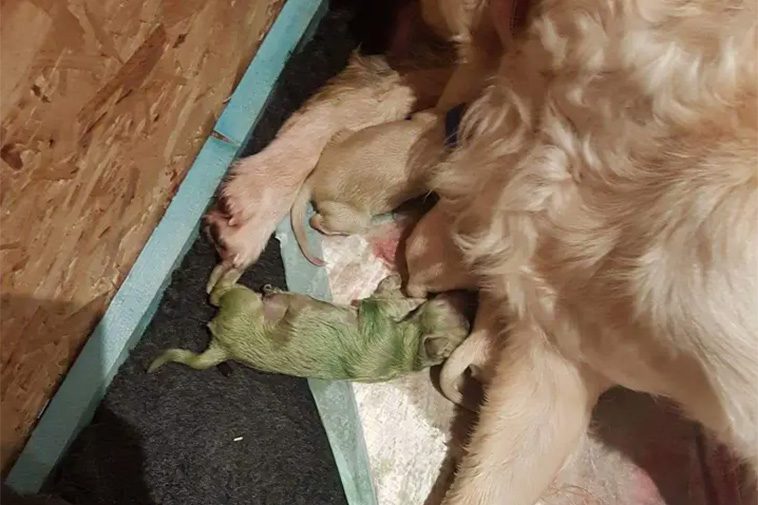 Louise i chock: Tror inte sina ögon när hon ser vad hennes Golden Retriever har fött