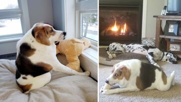 Hunden Cooper med sällsynt kort ryggsyndrom inspirerar oss att leva livet fullt ut