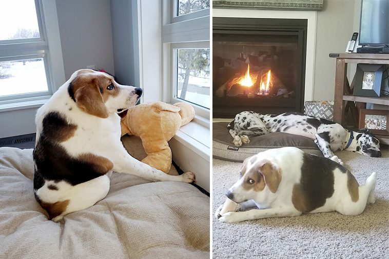 Hunden Cooper med sällsynt kort ryggsyndrom inspirerar oss att leva livet fullt ut