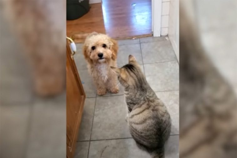 Hunden stoppas av katten – men får oväntad hjälp för att lösa problemet