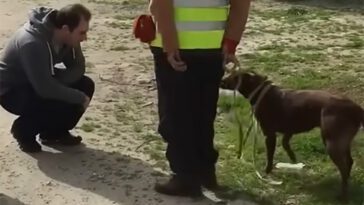 Efter två ensamma år på hundhemmet känner hunden igen en bekant lukt