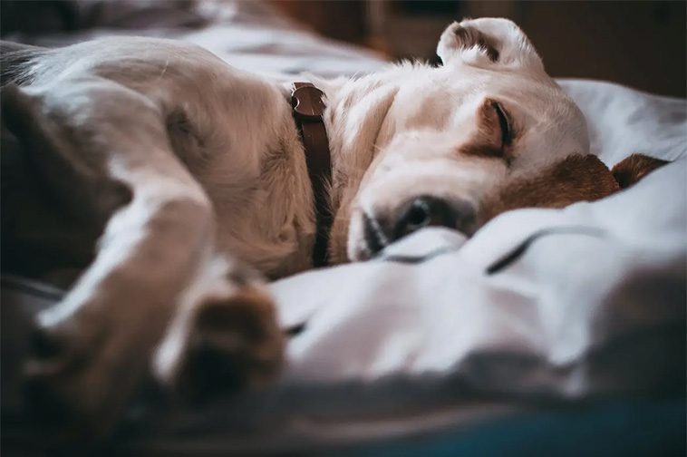 Hund smittad av multiresistent bakterie i Sverige – risk för smitta till människor