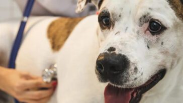 Hund smittad av multiresistent bakterie i Sverige – risk för smitta till människor