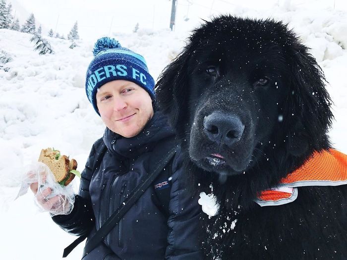 Folk visar upp sina Newfoundlandshundar – och de är verkligen hundarnas giganter (bildspecial)