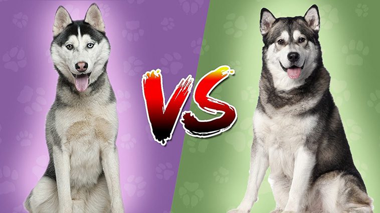 Möt två liknande men helt olika raser: Siberian Husky och Alaskan Malamute