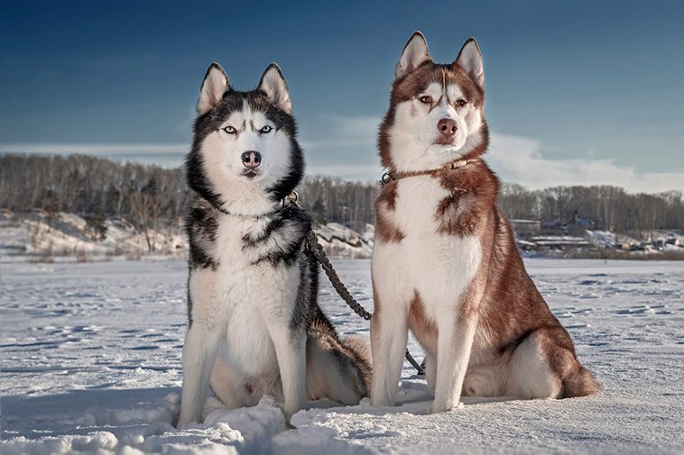 Möt två liknande men helt olika raser: Siberian Husky och Alaskan Malamute
