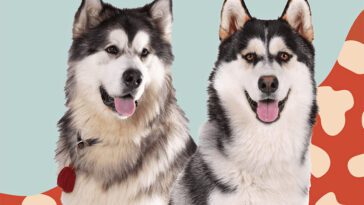 Möt två liknande men helt olika raser: Siberian Husky och Alaskan Malamute