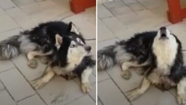 Övergiven Husky hittas av polisen: nu skrattar alla åt husses geniala knep som får hunden att reagera