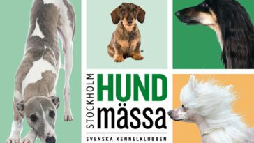 Dags för årets stora hundfest: Stockholm Hundmässa 2024