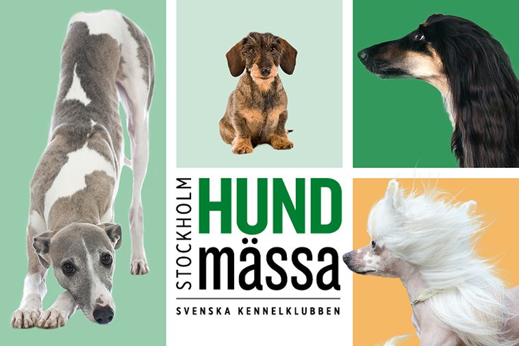 Dags för årets stora hundfest: Stockholm Hundmässa 2024