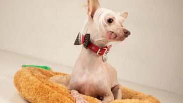 Storbritanniens 'fulaste hund' har korats – möt den kinesiska nakenhunden Muppet