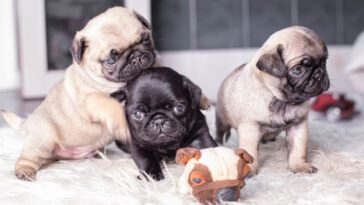 Den ultimata guiden till att adoptera och ta hand om en mops