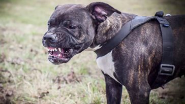 10 anledningar varför du aldrig någonsin ska skaffa en Staffordshire Bullterrier