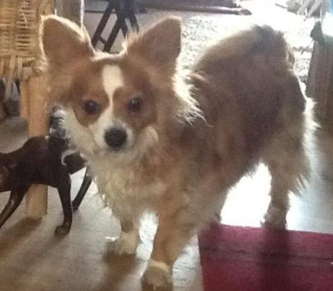 Corgi + Chihuahua.