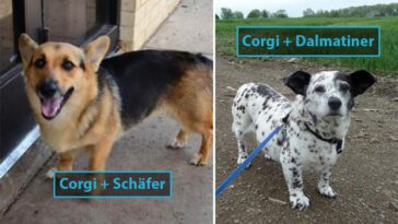 Corgi + andra raser = Corgi i ny kostym (22 underbara bilder)