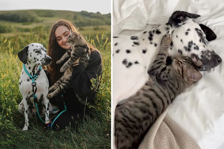 Kvinna låter sin Dalmatiner behålla en fosterkatt – och det blev den vackraste vänskapen