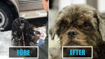 Frusen hund fast i marken förvandlas efter att ha förlorat 3 kilo päls