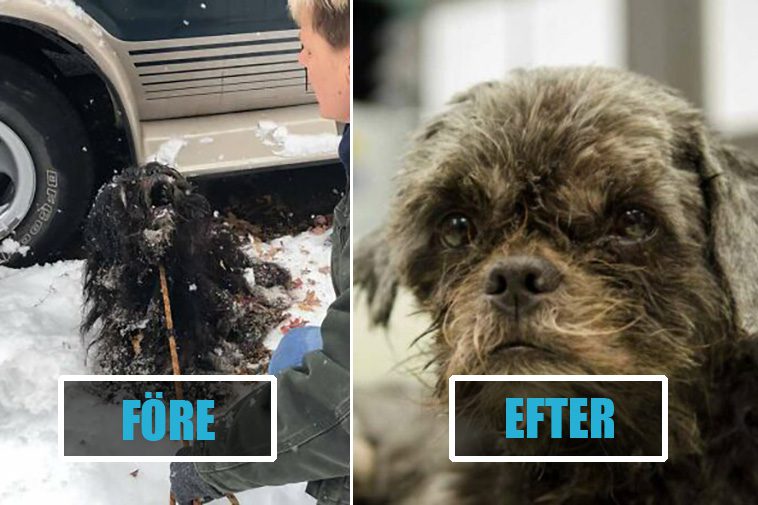 Frusen hund fast i marken förvandlas efter att ha förlorat 3 kilo päls
