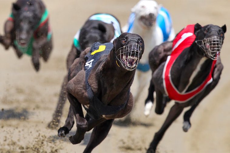 Ny lag förbjuder greyhound-racing i Nya Zeeland