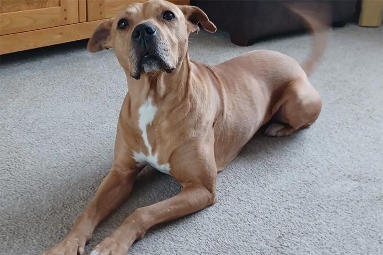 Rädsla för fyrverkerier fick hund att äta en meter glitter