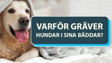Varför gräver hundar i sina bäddar? Veterinärens förklaring