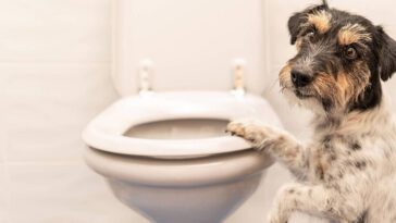 Därför följer din hund med dig på toaletten