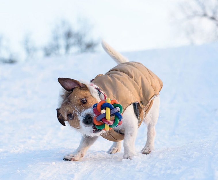 Skakar din hund leksaker? Här är anledningen bakom beteendet