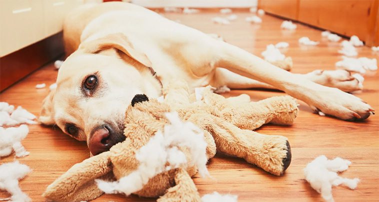 Skakar din hund leksaker? Här är anledningen bakom beteendet