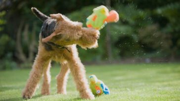 Skakar din hund leksaker? Här är anledningen bakom beteendet