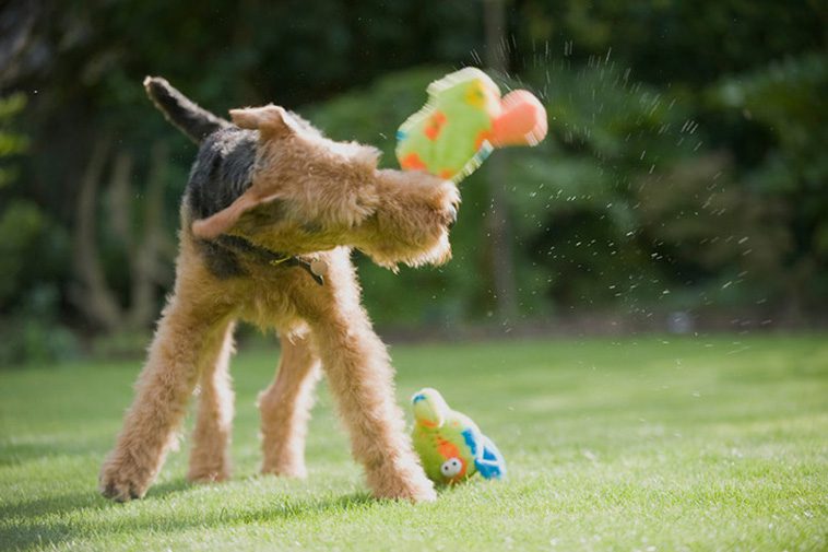 Skakar din hund leksaker? Här är anledningen bakom beteendet