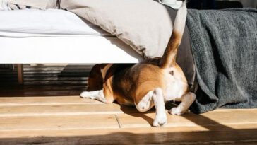 Veterinär förklarar: Därför sover din hund under din säng