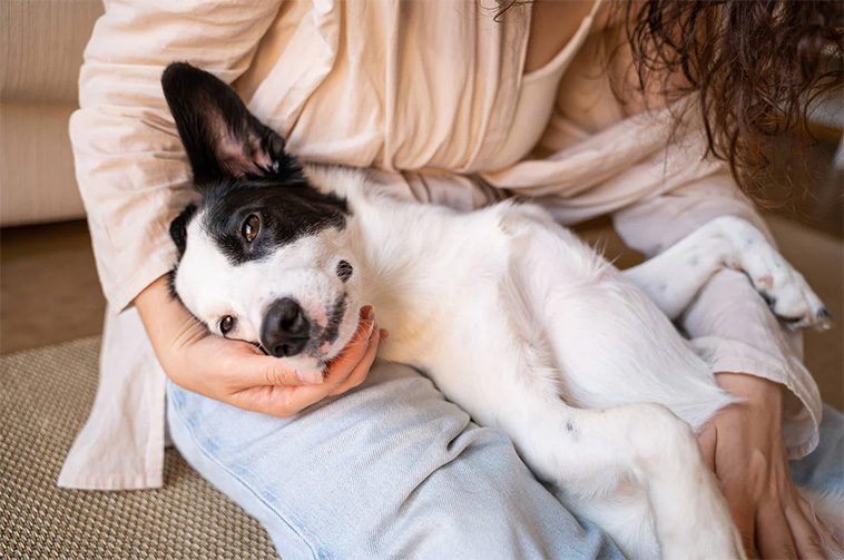 Hundar och fyrverkerier: Bästa tipsen för att förbereda din hund inför nyårsfirandet