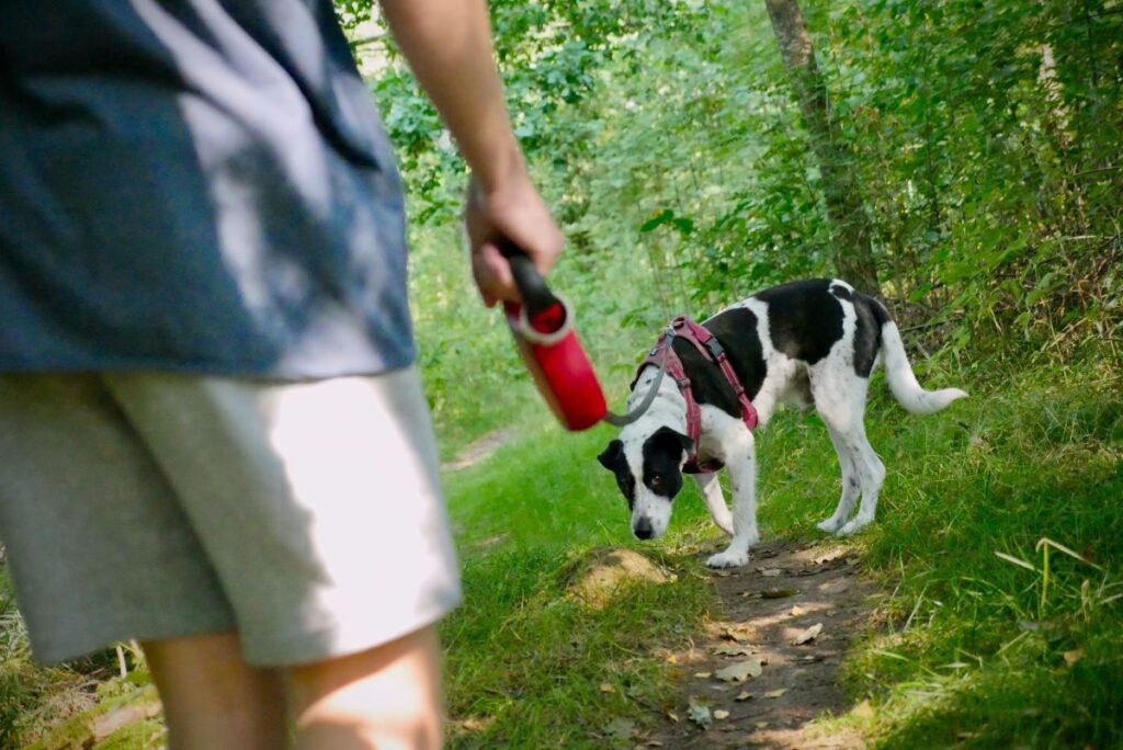 Hundar och fyrverkerier: Bästa tipsen för att förbereda din hund inför nyårsfirandet