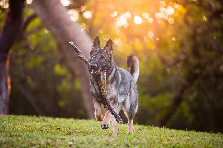 Därför släpar din hund hem på de största pinnarna från skogen